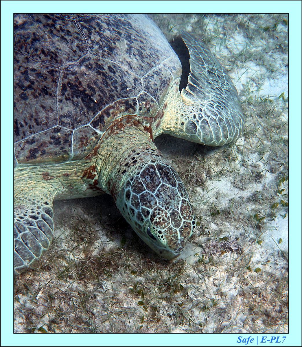 2016 - 07 - Leng Tengah - 083